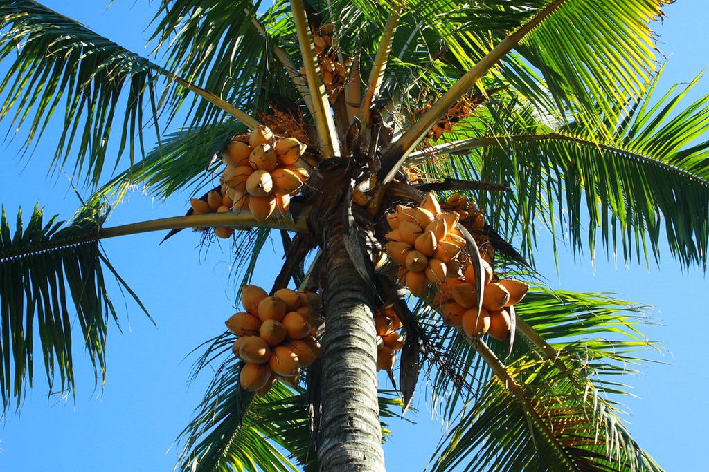 Coconut plantation